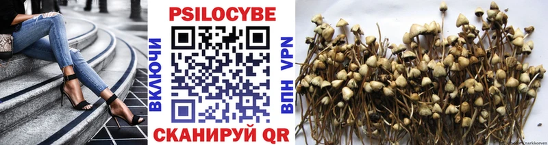 хочу   Вилюйск  Галлюциногенные грибы Psilocybine cubensis 
